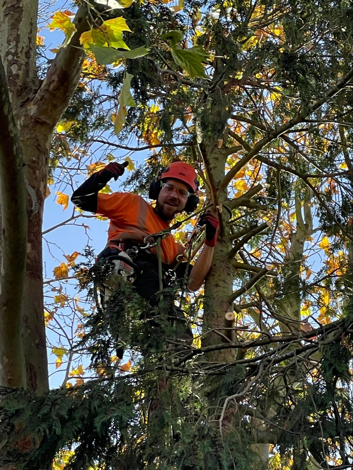 Purfleet Tree Care Experts